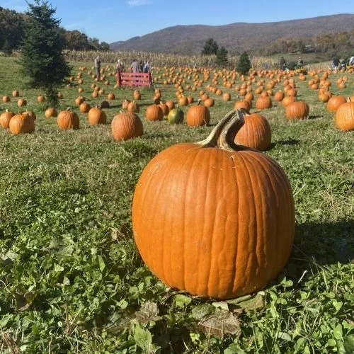 Joe’s Trees Pumpkin Patch