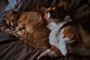 cat and dog in pet-friendly apartment